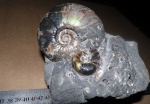 Zuercherella и Eogaudryceras.