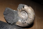 Lytoceras.
