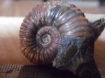Acanthohoplites sp.