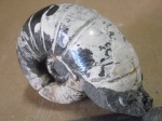 Eogaudryceras sp .