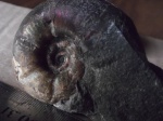 Desmoceratidae.