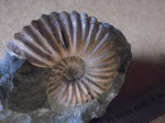 Acanthohoplites sp.