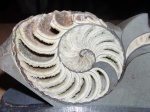 Срез Cymatoceras .