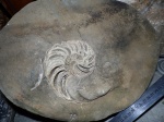 Cymatoceras в конкреции.