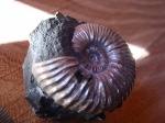 Acanthohoplites sp.