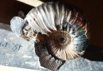 Acanthohoplites.