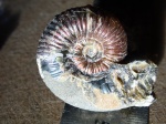 Acanthohoplites sp.