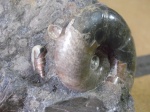 Zuercherella sp.