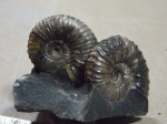 Пара Acanthohoplites.