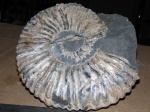Acanthohoplites.