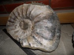 Размытый Cheloniceratidae.