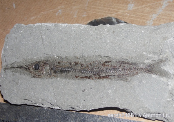 неоген, Россия, рыбы, позвоночные, кайнозой, Краснодарский край, р. Пшеха, fish