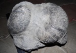 Cymatoceras.