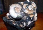 Acanthohoplites sp. Acanthohoplites sp.