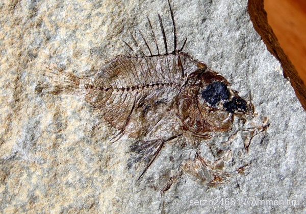 неоген, Россия, рыбы, позвоночные, кайнозой, Краснодарский край, р. Пшеха, fish