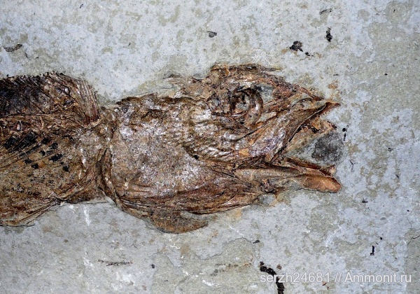 неоген, Россия, рыбы, позвоночные, кайнозой, Краснодарский край, р. Пшеха, fish
