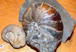 Cymatoceras.