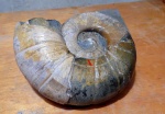 Eogaudryceras sp .