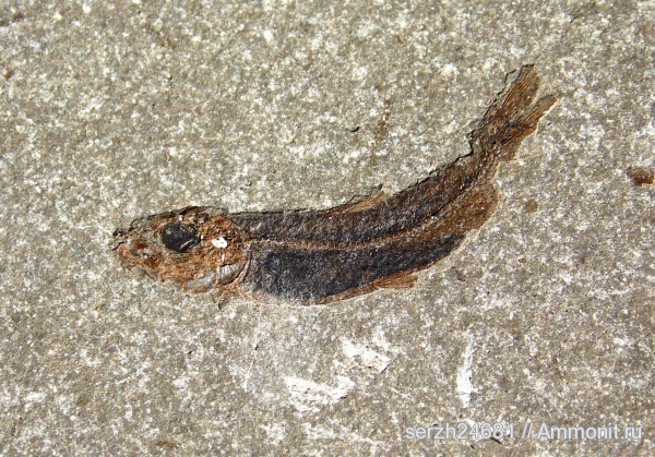 неоген, Россия, рыбы, позвоночные, кайнозой, Краснодарский край, р. Туха, fish