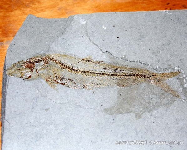 неоген, Россия, рыбы, позвоночные, кайнозой, Краснодарский край, р. Пшеха, fish