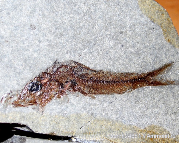 неоген, Россия, рыбы, позвоночные, кайнозой, Краснодарский край, р. Туха, fish
