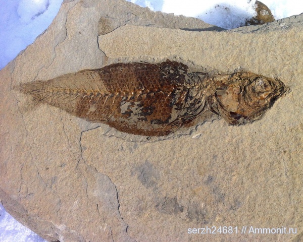 неоген, Россия, рыбы, позвоночные, кайнозой, Краснодарский край, р. Пшеха, fish