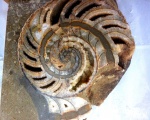 Срез Cymatoceras .
