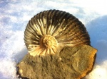 Parahoplites melchioris.