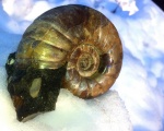 Eogaudryceras duvali.