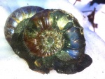 Acanthohoplites bigoureti .