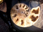 Срез Euphylloceras sp.