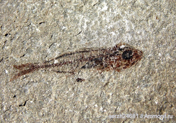 неоген, Россия, рыбы, позвоночные, кайнозойская эра, Краснодарский край, fish