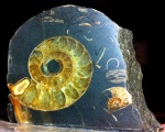 Срез Eogaudryceras.