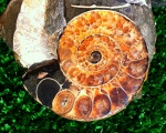 Eogaudryceras sp. срез.