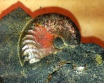 Плоский аммонит Aconeceras.