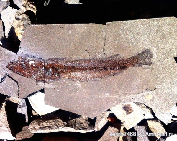 неоген, Россия, рыбы, позвоночные, кайнозой, Краснодарский край, fish