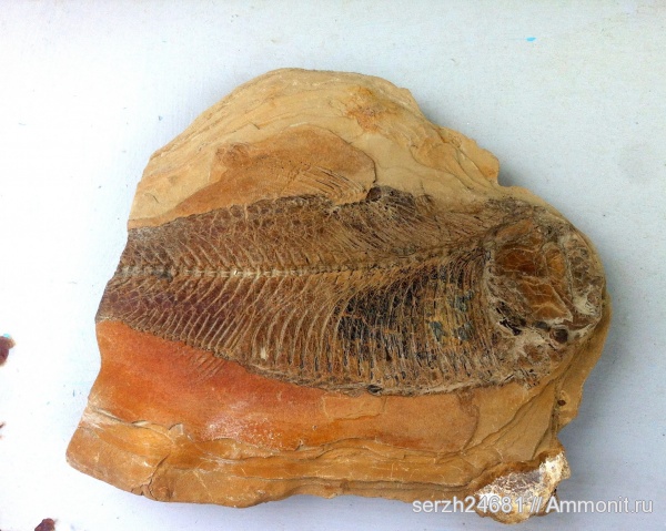мел, Россия, рыбы, позвоночные, мезозой, Краснодарский край, Cretaceous, fish