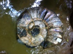 Ammonitoceras sp.