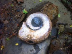 Ammonitoceras.