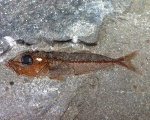SCOMBRIDAE