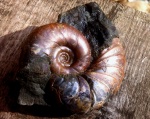 Eogaudryceras .