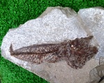 SCOMBRIDAE  SP.