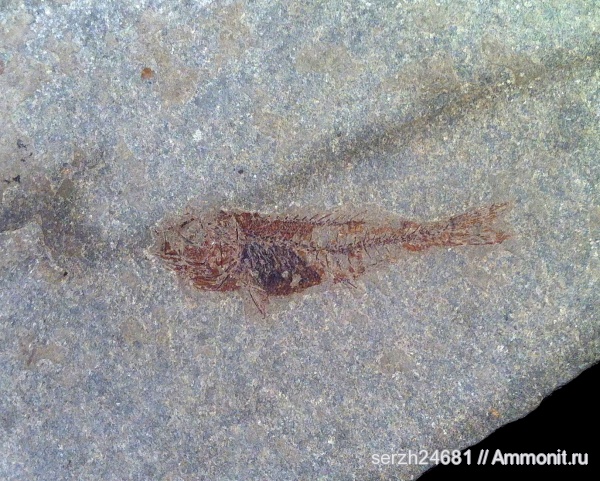 неоген, Россия, рыбы, позвоночные, кайнозой, Краснодарский край, SCOMBRIDAE, fish