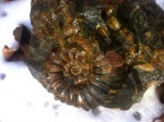 Diadochoceras sp.