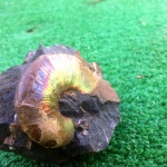 Desmoceratidae.