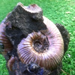 Acanthohoplites bigoureti