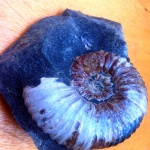 Acanthohoplites. Acanthohoplites.