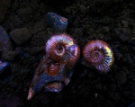 Acanthohoplites & Desmoceratidae.
