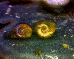 Epicheloniceras & Eogaudryceras .