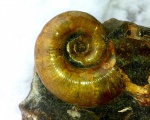 Lytoceras.